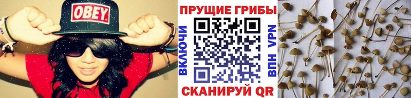 mega как войти  Каменск-Шахтинский  Галлюциногенные грибы мухоморы 